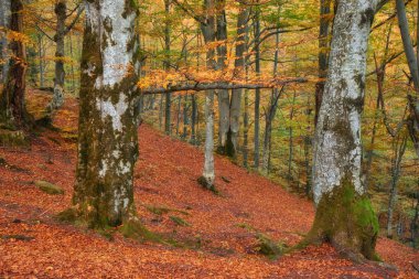 Bir sonbahar kayın ormanının nefes kesici güzelliğine dalın. Yer yapraklardan oluşan canlı bir halı ile süslenmiş, dağlık bir arazinin ortasında resim gibi bir manzara yaratıyor.