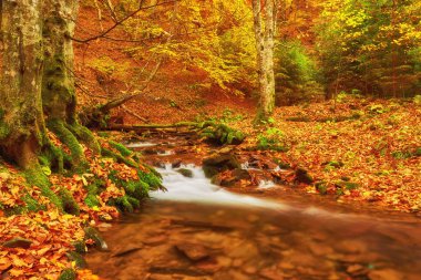 Karanlık sonbahar ormanında bir nehir. Karanlık sonbahar doğa manzarası