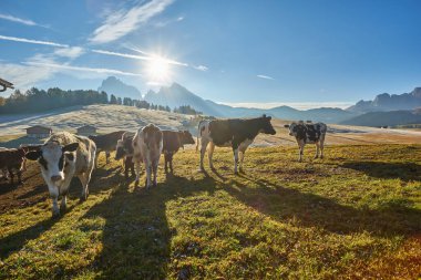 Beautiful cows and calves on the meadow with green grass at sunset in autumn in Alps. Landscape with herd of cows in mountain valley, colorful trees on the hills in fall in Italy. Animals and nature