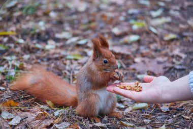Sincap fındık kadın el ve sonbahar yemek arka plan üzerinde vahşi doğa hayvan tematik (Sciurus vulgaris, kemirgen bırakır.)