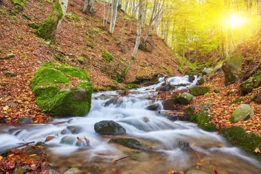 Görkemli bir sonbahar nehri görkemli dağlık bir ormanda zarafetle yol alır. Sakin sular, etrafındaki yaprakların canlı tonlarını yansıtan sakin bir atmosfer yaratıyor. Akan suyun büyüleyici kombinasyonu, kule