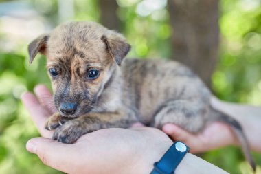 Bir kadının avucunda uyuyan şirin, küçük bir köpeğin yakın çekimi, yeşil arka plan