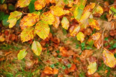 Immerse yourself in the enchanting beauty of the golden canopy as you wander through the autumn forest. The branches of beech trees gracefully stretch overhead, adorned with vibrant yellow leaves. The mesmerizing autumn background sets the perfect st clipart