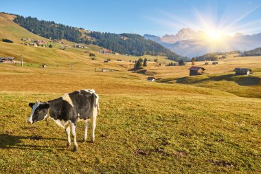 cows in high mountain pastures in autumn with rocky mountains with snow and colorful trees plateau of Siusi Alps in Trentino Alto Adige Italy