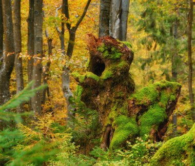 In this captivating photo, the autumn forest comes to life as the roots of a majestic tree intertwine, adorned with vibrant green moss. It's a scene of tranquil beauty, where nature's harmony is revealed through the intricate textures and colors clipart