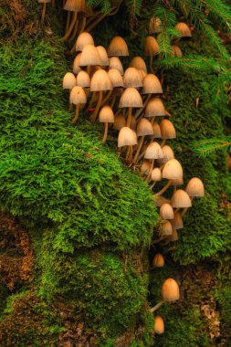 Bu büyüleyici yakın plan fotoğraf büyüleyici bir görüntüyü gözler önüne seriyor. Bir ağacın kabuğunda büyüyen bir sürü küçük mantar, canlı yeşil yosunların yanında yuva yapıyor. Orman, bu hassas mantar harikaları için bir sığınak haline gelir.