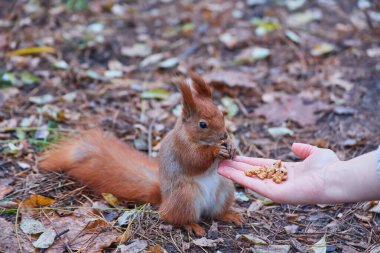 Sincap fındık kadın el ve sonbahar yemek arka plan üzerinde vahşi doğa hayvan tematik (Sciurus vulgaris, kemirgen bırakır.)