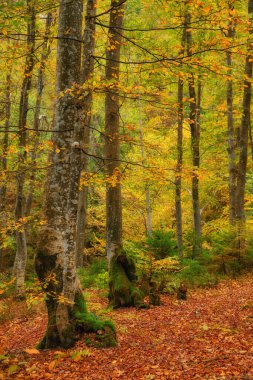 Altın ihtişam dünyasına adım atın. Evcilleştirilmemiş dağ yabanı içindeki büyüleyici sonbahar kayın ormanını keşfedin. Canlı bir yaprak kaleydoskobu orman zeminini kaplar, renkler ve dokular senfonisine boğar..