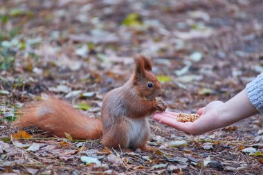 Sincap fındık kadın el ve sonbahar yemek arka plan üzerinde vahşi doğa hayvan tematik (Sciurus vulgaris, kemirgen bırakır.)