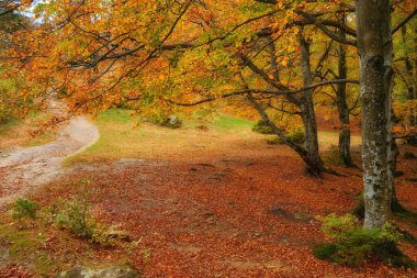 Altın ihtişam dünyasına adım atın. Evcilleştirilmemiş dağ yabanı içindeki büyüleyici sonbahar kayın ormanını keşfedin. Canlı bir yaprak kaleydoskobu orman zeminini kaplar, renkler ve dokular senfonisine boğar..