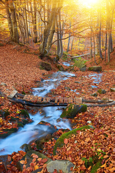 A river in dark autumn forest. Dark autumn nature landscape