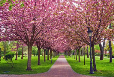 A tranquil haven in spring, an enchanting alley adorned with cherry blossoms, creating a serene tunnel of nature's delicate beauty. clipart