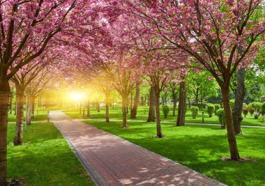 Çiçek açması ile alley Kırmızı elma ağaçlarının ile Park. Bahar manzara