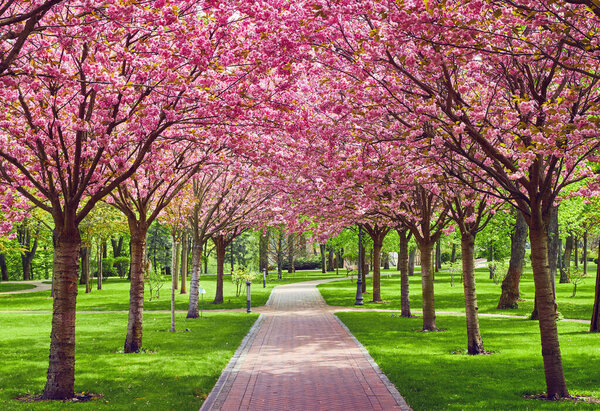 Beautiful spring landscape with blooming sakura trees in the park