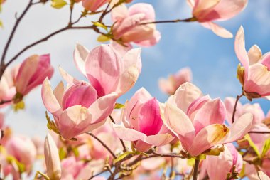 Manolya çiçeklerinin çeşitli safhalardaki sergilenişi. Yumuşak pembe yapraklar gün ışığında parlıyor. Arkaplanda yeşil yeşillik ve mavi gökyüzü ipuçları var.