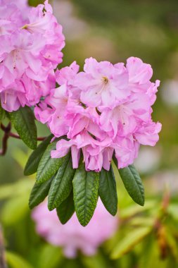 Narin pembe rhododendron çiçekleri, güzelliklerini ve karmaşık ayrıntılarını gözler önüne seriyor..