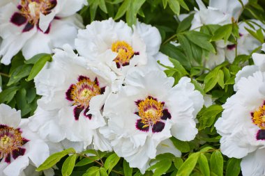 Zarif beyaz şakayık çiçekleri, narin taç yaprakları ve zıt bir karanlık merkezi var..