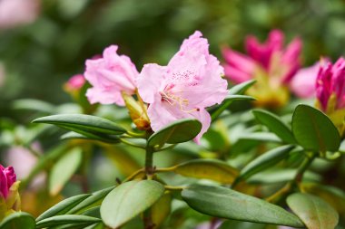 Canlı, yeşil yapraklarla çevrili pembe bir rhododendron çiçeğinin yakın çekimi. Yumuşak yapraklar ve çiçeğin karmaşık detayları bulanık bir arkaplan karşısında çarpıcı bir odak noktası oluşturur..