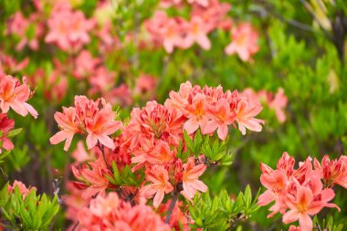 Narin mercan renginde açelya tomurcukları çiçeklenir ve bahçede güzel ve canlı bir görüntü oluşturur..