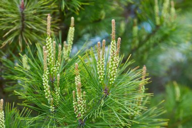 Taze yeşil iğneler ve küçük koniler ile genç çam dallarına yakın çekim, doğal bir arkaplan veya doku için ideal.