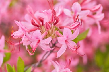 Canlı, pembe bir açelya çalısı. Çiçek açmış. Bahçede güzel ve renkli bir görüntü yaratıyor..
