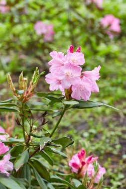 Canlı, pembe bir açelya çalısı. Çiçek açmış. Bahçede güzel ve renkli bir görüntü yaratıyor..
