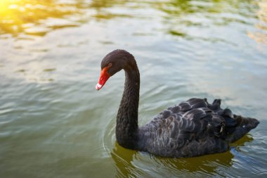 Kırmızı gagalı zarif bir siyah kuğu sakin bir gölette süzülüyor..