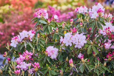 Güzel rhododendron pembe ve beyazın çeşitli tonlarında çiçek açar, canlı bir renk gösterisi yaratır..
