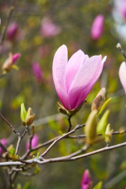 Bulutlu bir gökyüzünün altında canlı pembe ve beyaz çiçeklerle dolu bir manolya ağacının resimsel bir sahnesi. Arka plandaki gür yeşillik manolya çiçeklerinin narin güzelliğini tamamlıyor..