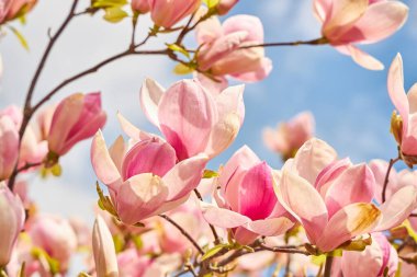 Bulutlu bir gökyüzünün altında canlı pembe ve beyaz çiçeklerle dolu bir manolya ağacının resimsel bir sahnesi. Arka plandaki gür yeşillik manolya çiçeklerinin narin güzelliğini tamamlıyor..
