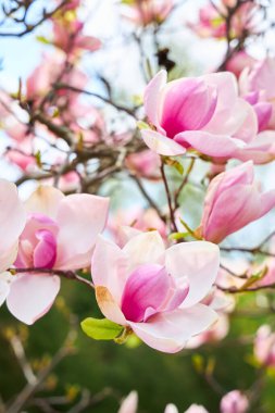 Manolya çiçeklerinin çeşitli safhalardaki sergilenişi. Yumuşak pembe yapraklar gün ışığında parlıyor. Arkaplanda yeşil yeşillik ve mavi gökyüzü ipuçları var.