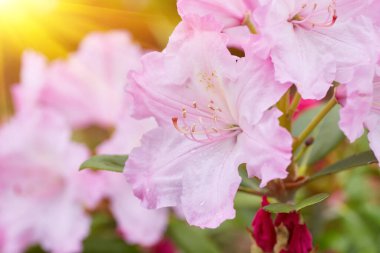 Hassas soluk pembe rhododendron çiçekleri yakın plan çekimleri. Karmaşık detaylarını ve yumuşak renklerini vurguluyor..