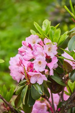Narin pembe rhododendron çiçekleri, güzelliklerini ve karmaşık ayrıntılarını gözler önüne seriyor..