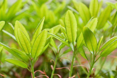 Canlı yeni rhododendron yapraklarının yakın çekimi, doğal bir arkaplan veya doku için mükemmel..