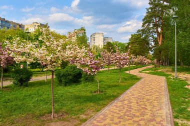 Çiçek açan kiraz ağaçlarıyla dolu pitoresk bir park sokağı canlı ve renkli bir manzara yaratıyor..