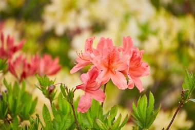 Narin mercan renginde açelya tomurcukları çiçeklenir ve bahçede güzel ve canlı bir görüntü oluşturur..