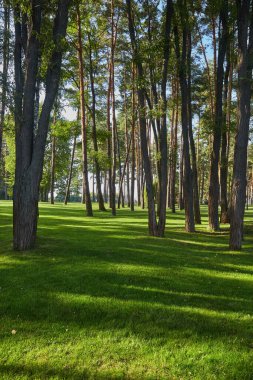 Karmaşık bir ormanda uzun ağaçlarla çevrili canlı yeşil otlarla aydınlık bir açıklık..