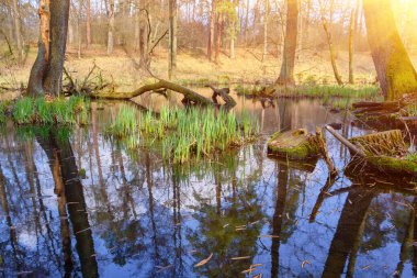 Bahar ormanlarında sakin bir bataklık ya da sulak arazi manzarası, durgun sularda yansıyan ağaçlar..