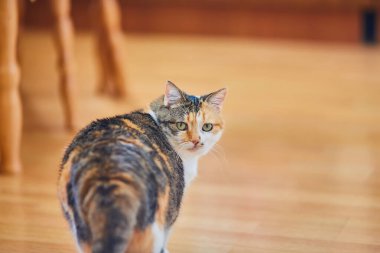 Üç renkli kedi uzaklaşıyor, arkasını kolluyor. Yeşil gözler, beyaz, turuncu ve siyah kürk. Kapalı arkaplan bulanıklığı.