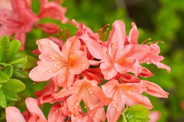 Canlı kırmızı açelya çiçekleri çiçek açar. Bahçede ya da parkta çarpıcı bir renk gösterisi yaratır..