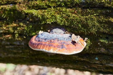 Yosun kaplı ağaç gövdesinde canlı bir Kırmızı Kuşaklı Conk mantarı (Fomitopsis pinicola) yetişir..