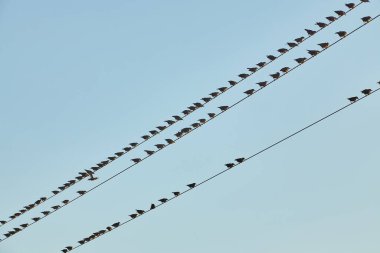 Açık mavi gökyüzüne karşı elektrik kablolarına tünemiş sayısız kuş. Tahta elektrik direkleri ve ağaçların tepeleri görülebilir..
