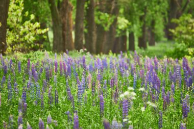 Canlı mor ve mavi lupinlerle dolu, güneş ışığıyla yıkanmış bir tarla. Arka planda uzun ağaçlar.