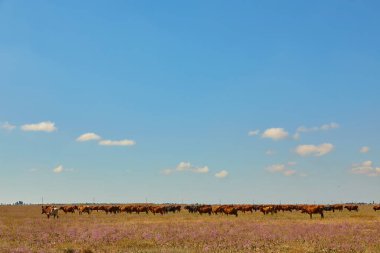 Büyük, açık bir çayırda otlayan bir sığır sürüsü. Mavi gökyüzünün altında birkaç beyaz bulutlu..