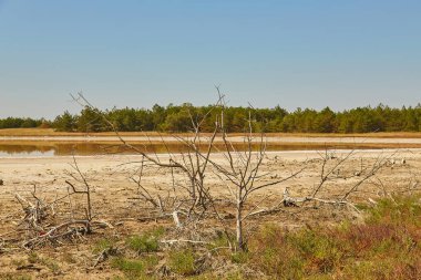 Kurumuş dallar ve dallar çorak ve çatlak bir araziye saçılmış, arka planda bir orman var..