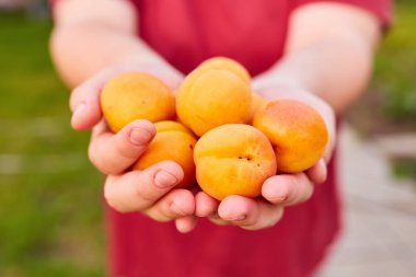 Olgun, turuncu kayısıların yakın plan görüntüsü bulanık yeşil arka plan üzerinde el ele tutuşmuş..