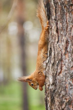 Bir kırmızı sincap (Sciurus vulgaris), muhtemelen alt tür ognevi, bir ağaç gövdesinden baş aşağı tırmanıyor. Bulanık arkaplan.