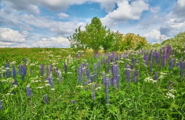 Canlı mor ve mavi lupinlerle dolu, güneş ışığıyla yıkanmış bir tarla. Arka planda uzun ağaçlar.