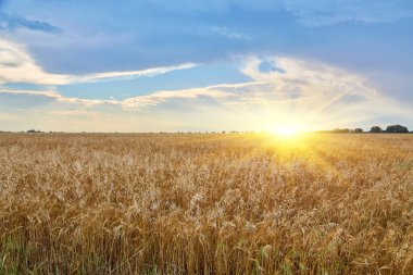 Uçsuz bucaksız, olgun bir buğday tarlası dramatik, bulutlu bir gökyüzünün altında ufka doğru uzanıyor..