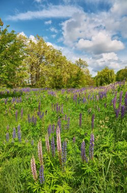 Parlak, parçalı bulutlu gökyüzünün altında canlı, mor, mavi ve pembe lupinler..